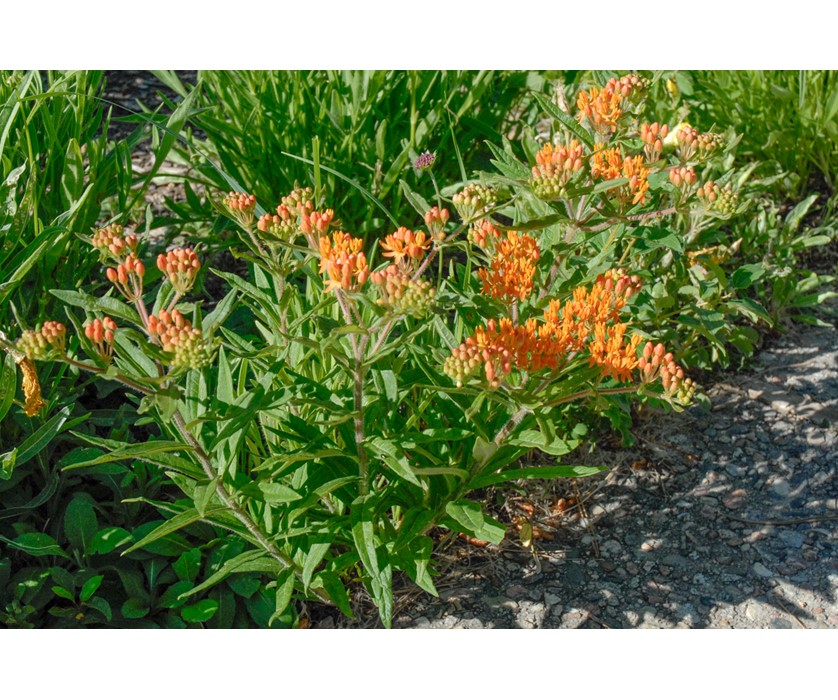 Butterfly Weed
